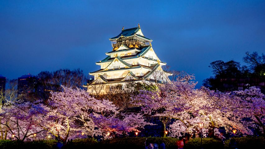 2021年「狭山池まつり」「桜まつり・春（夜桜ライトアップ）」の開催について | 大阪狭山びこー大阪狭山市の地域情報サイト