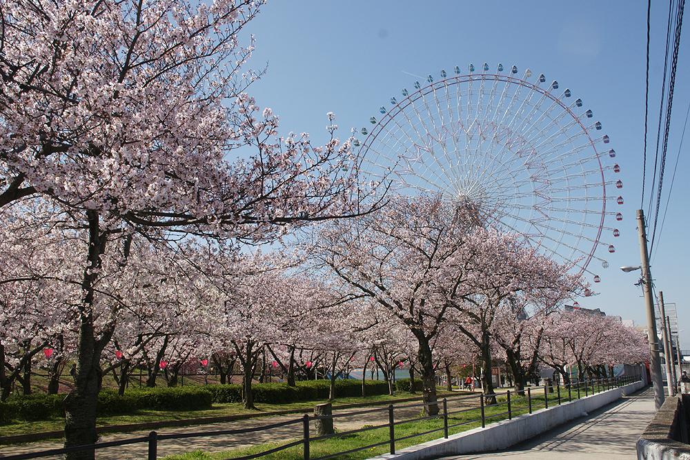 桜満開！歴史町とお花見スポット2025│ルアンマガジン－ルアンマガジン