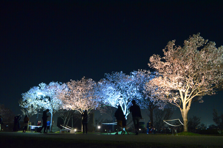 大阪城公園「桜」2022年の開花情報、見ごろとアクセス方法について | ぼちぼち