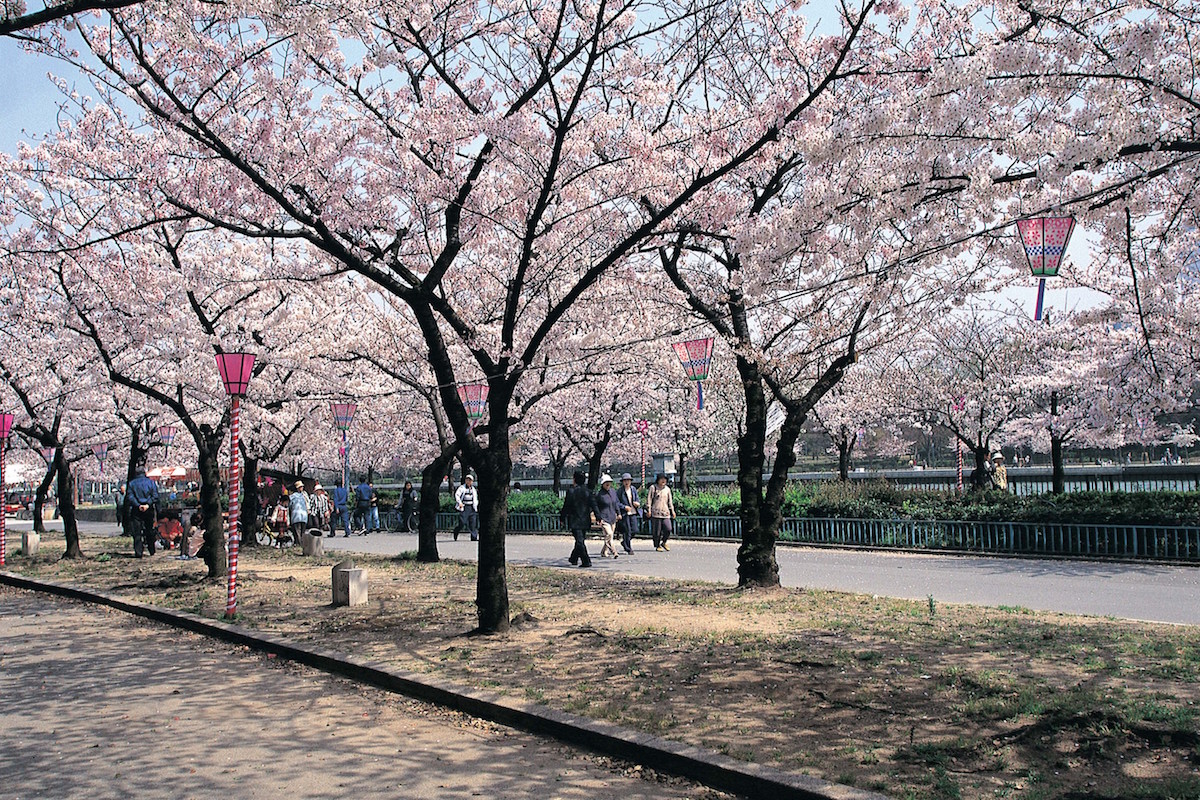 桜まつり2024 - 狭山池博物館 協働運営いいんかい