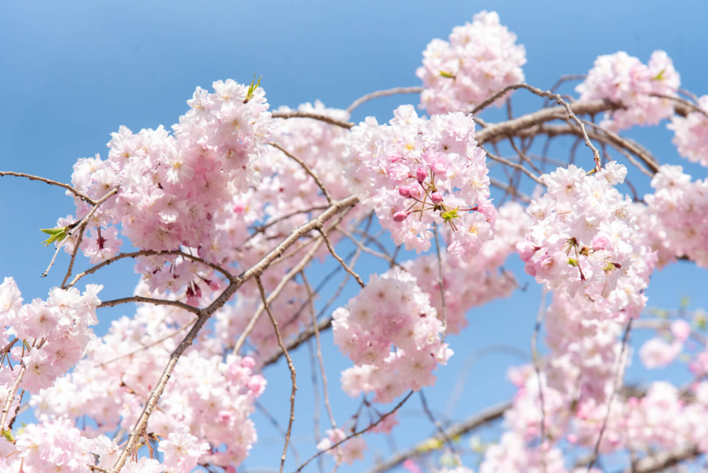 2024年】大阪の桜、完全ガイド！ジャンル別でおすすめの名所を13選を紹介！開花予想も！