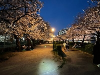 京都観光のプロが選ぶ夜桜！おすすめの桜ライトアップランキング - MKメディア