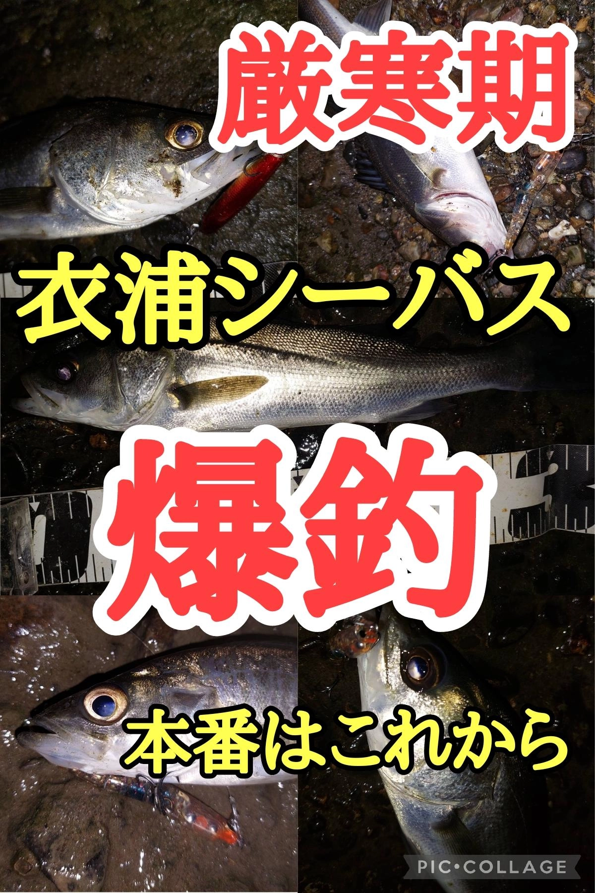 夏の入れ食い祭り！！キス大爆釣！！〇イシグロ半田店〇 | 釣具のイシグロ