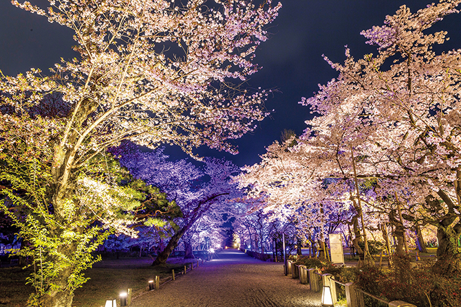 ワインと夜桜🌸🍷 店内夜桜でお花見はいかがでしょうか❤️ 今週いっぱいで見納めです🥲