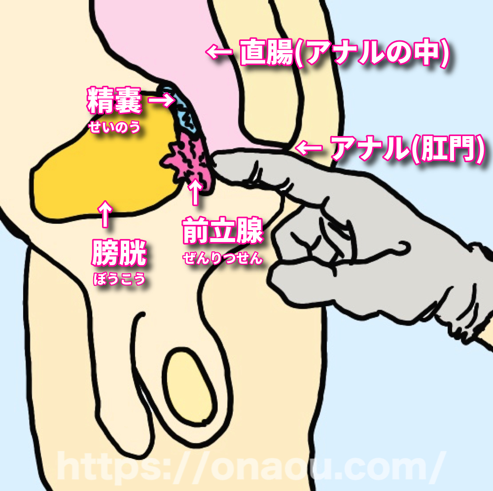 自作ディルドとディルド代用品２７選！気持ちいいアダルトグッズの作り方 | 【きもイク】気持ちよくイクカラダ