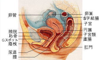 GSM(閉経関連尿路生殖器症候群)の症状改善に効果があるモナリザタッチが、なぜ腟・外陰の若返り術なのか？ ー女性泌尿器科ー | 