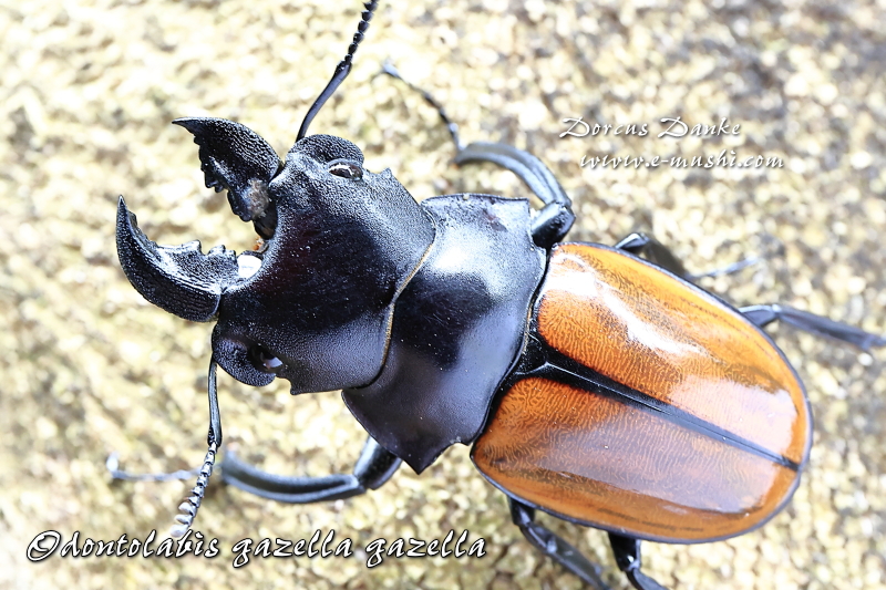 スラウェシオオヒラタクワガタ（スラウェシ本島産）WF1 飼育記録まとめ - stag_beetle_japan