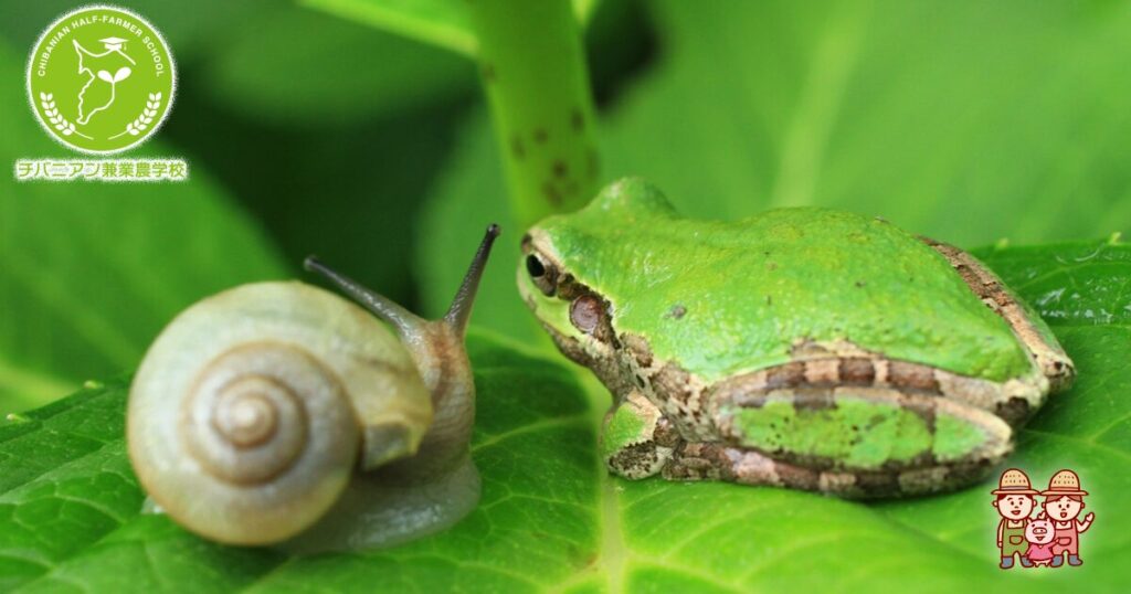 カエル🐸はお好きですか⁉️本物の蛙は種類によっ