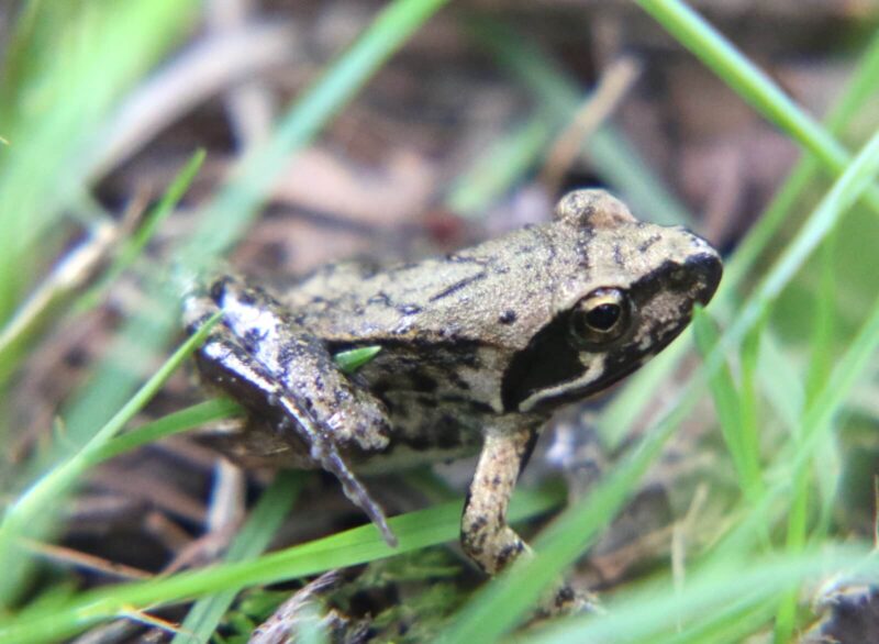 カエルのコポーちゃん 花束を抱えて その他置物