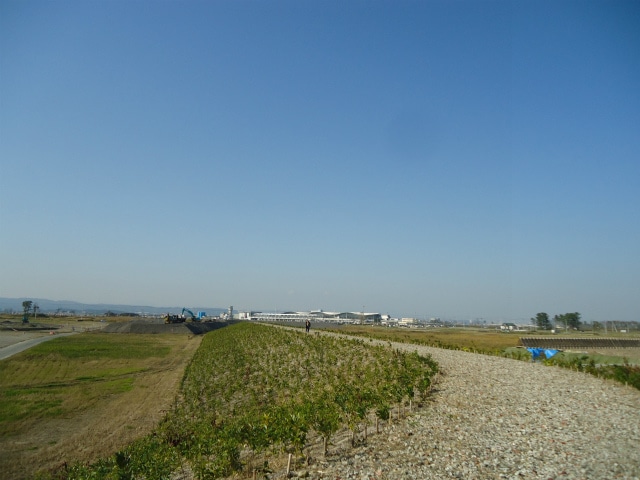 宮城県岩沼市 植樹地草抜き ＆