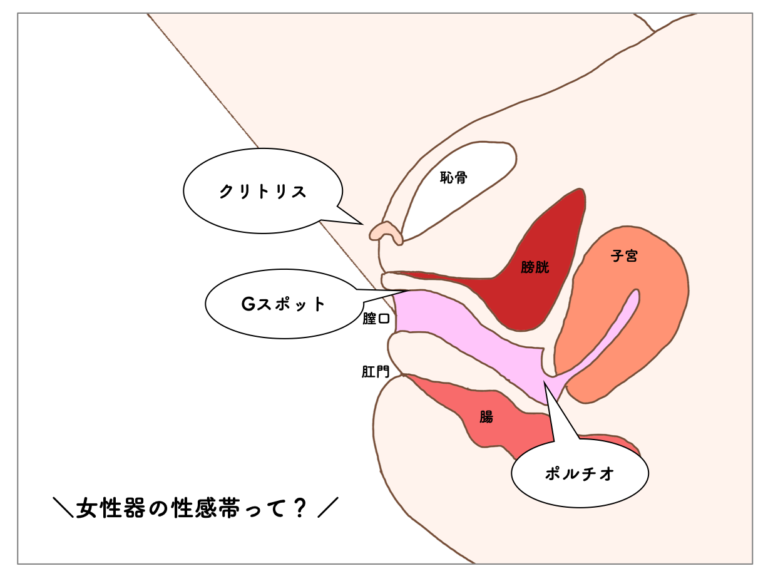 徹底評価】バイブおすすめ人気ランキング10選【2024年最新】｜ホットパワーズマガジン