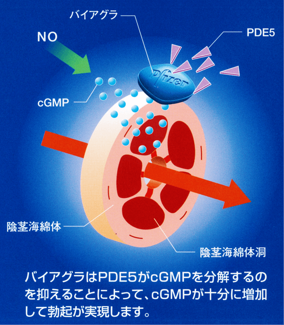 ちんこ触られたり、勃起ちんこ見たり。