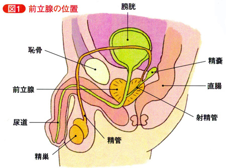 前立腺肥大症｜神戸市東灘区 摂津本山｜いしむら腎泌尿器科クリニック