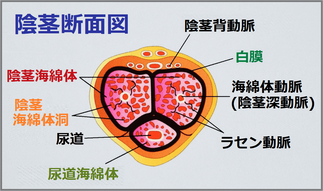 会陰オナニーの理論と方法 | 男性生殖器マニア