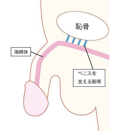 おちんちんが痛い、腫れている（原因、病気、何科、治療）｜神戸市東灘区のいしむら腎泌尿器科クリニック