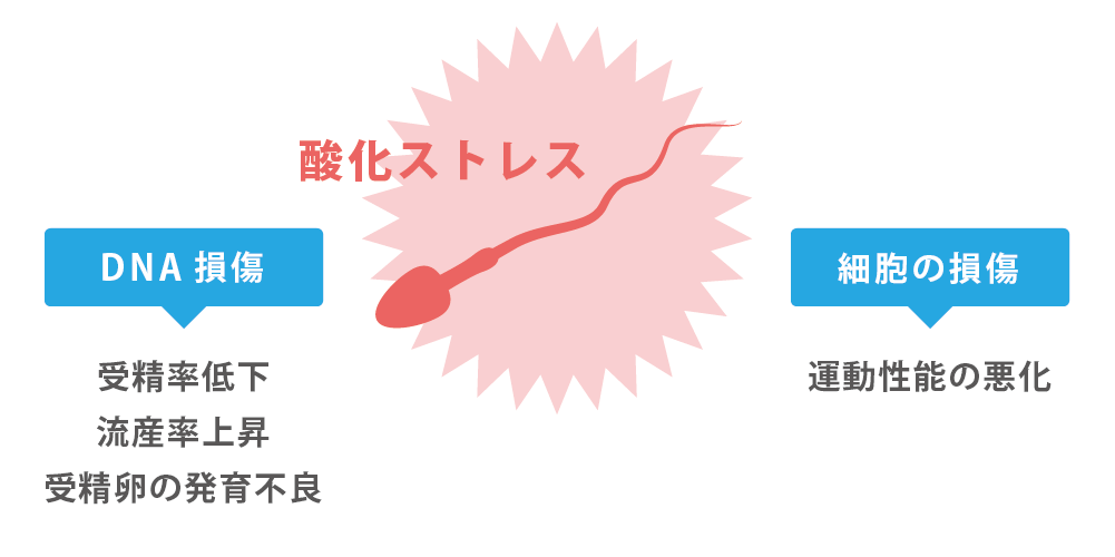 男性不妊症のよくある質問 | 木場公園クリニック-JISART認定