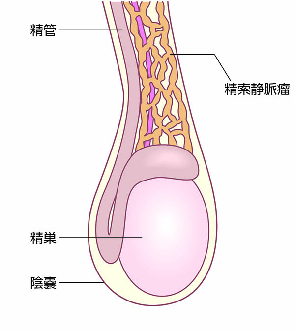 アナニーするとき前立腺と精嚢を勘違いして刺激していませんか？って話 | アネドラ