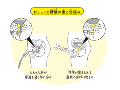 前立腺肥大症 | 北海道泌尿器科記念病院