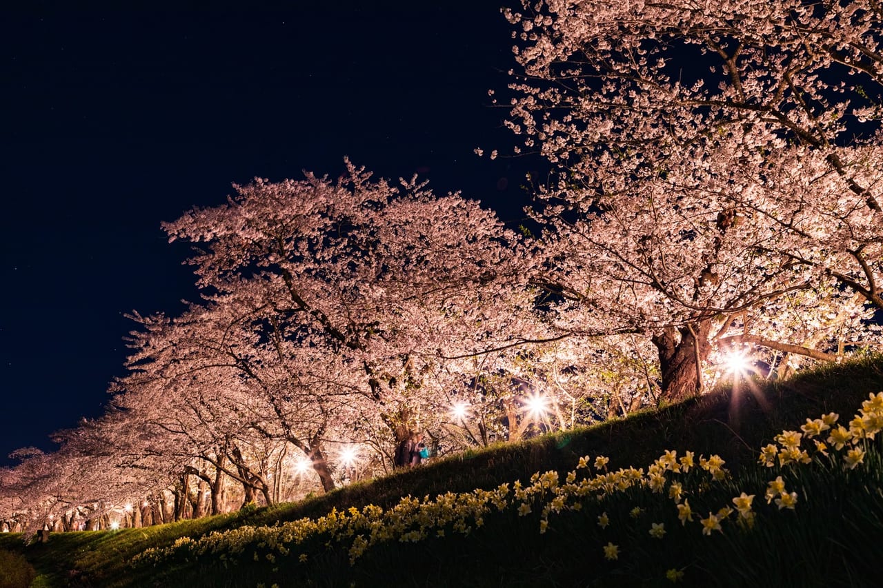 2024年】大阪の桜、完全ガイド！ジャンル別でおすすめの名所を13選を紹介！開花予想も！