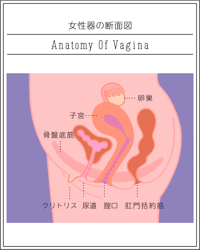 クリトリスは女性がもっとも感じやすい性感帯！クリトリスのイロハを学んで“クリイキ”の虜に！ | 日刊SODオンライン