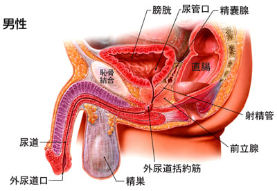 PRO STIM 前立腺マッサージ ドライオーガズム 120