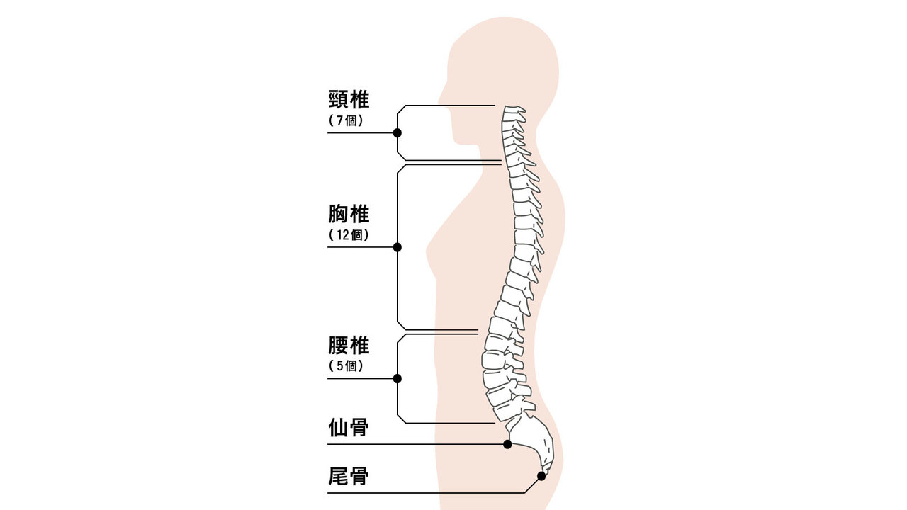 3分で身長を伸ばす方法！即効で背が伸びるストレッチ3選を紹介！ | 東京神田整形外科クリニック