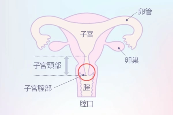 ポルチオセックスのやり方！ ポルチオ開発で奥イキするコツ※体験談あり |