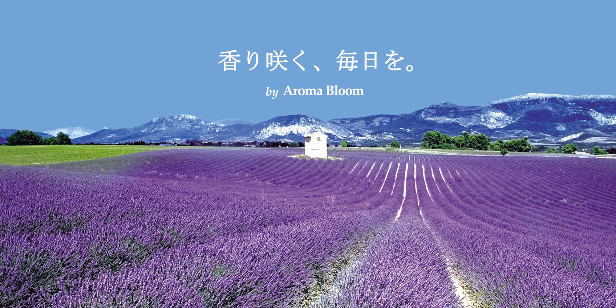 AROMA BLOOM ONLINE