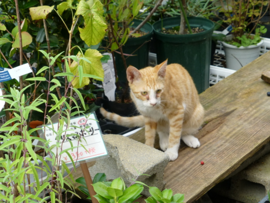 新着情報｜京都・祇園のピンサロ求人なら猫弁天