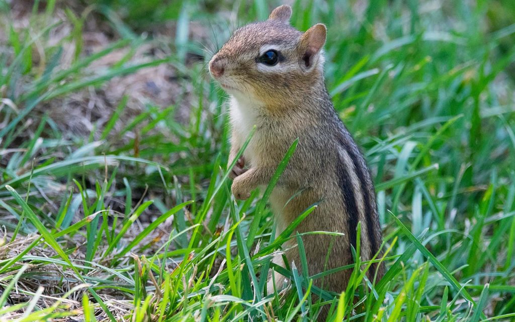 シマリスの寿命】長生きさせるための飼育方法と注意点について - COCOペットジャーナル