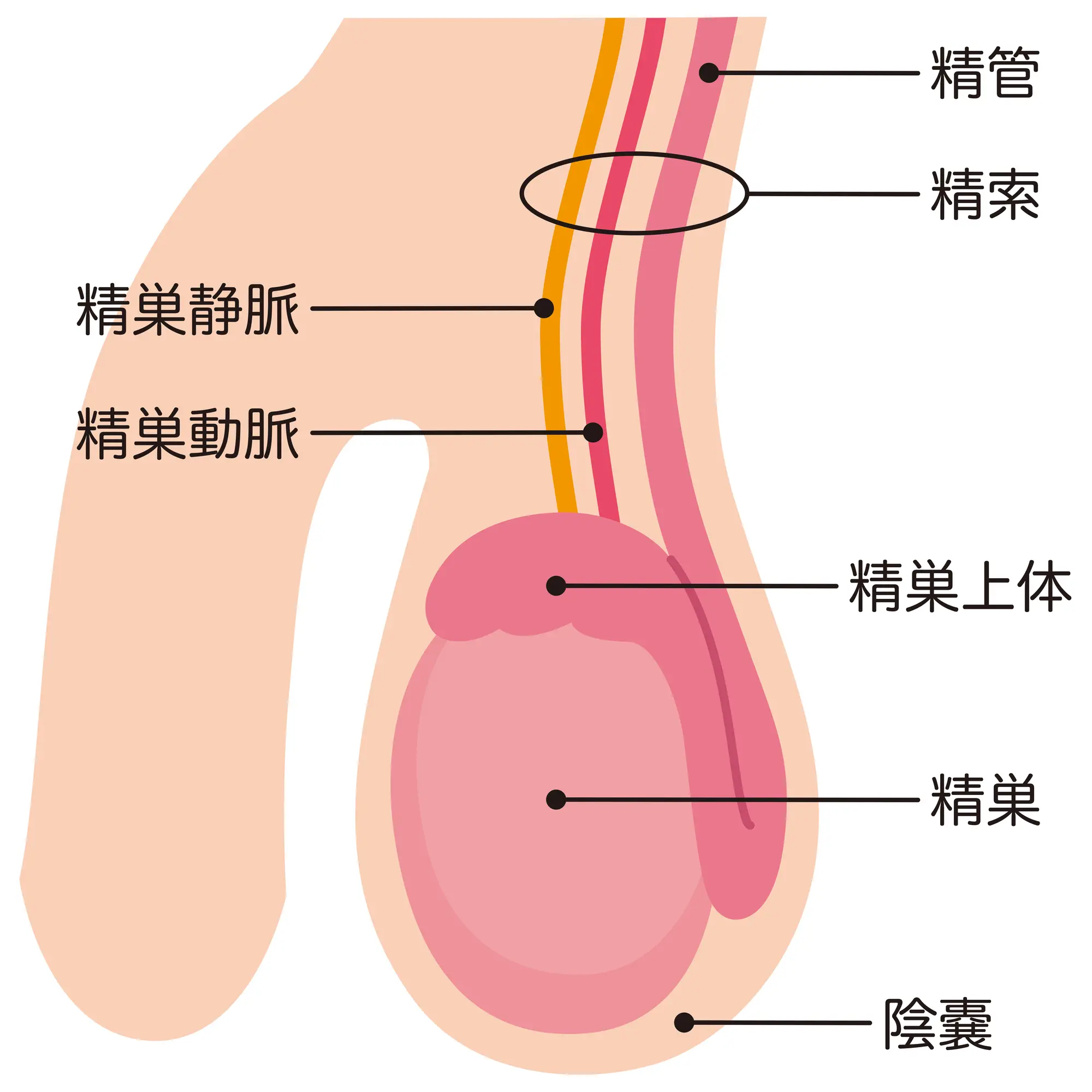 精嚢オナニーでメスイキを楽しむ方法｜圧迫の場所は前立腺の少し奥