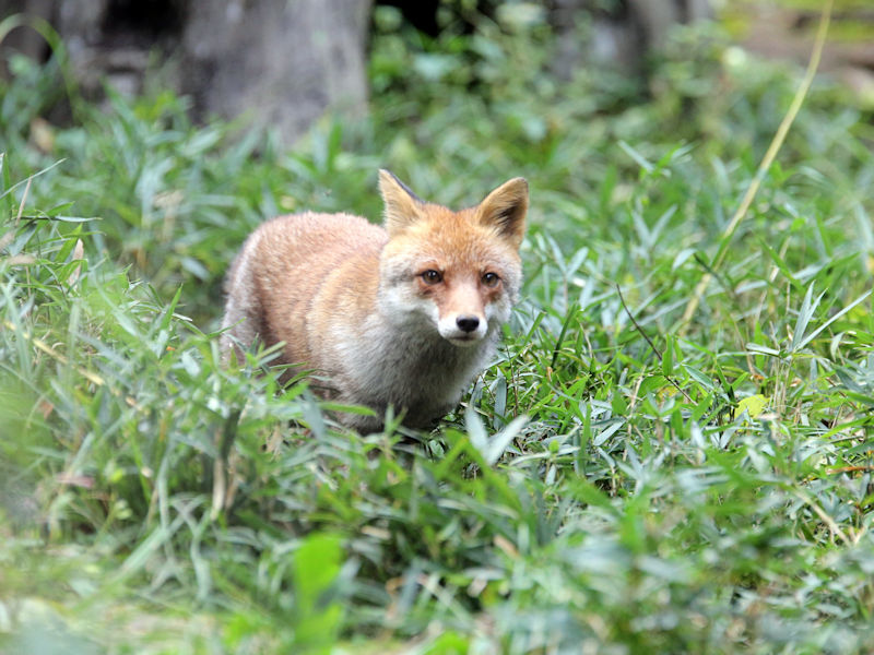 キツネが上を向いて餌を待っている | プレミアム写真