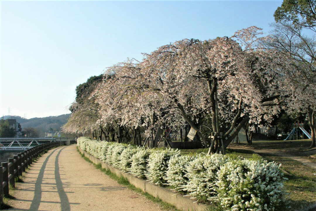 大阪府の花屋（36ページ目）一覧 - NAVITIME