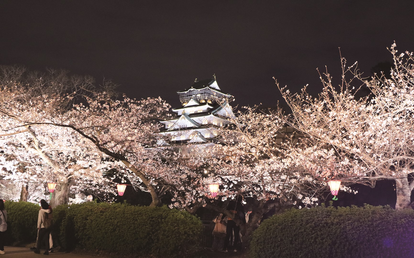 夜桜 大阪 大川 造幣局 |