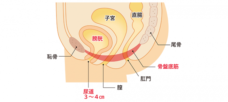 こんな症状でお悩みの方 女性の急性膀胱炎 |