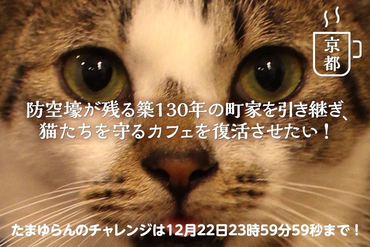 猫弁天へ行くなら！おすすめの過ごし方や周辺情報をチェック | Holiday [ホリデー]