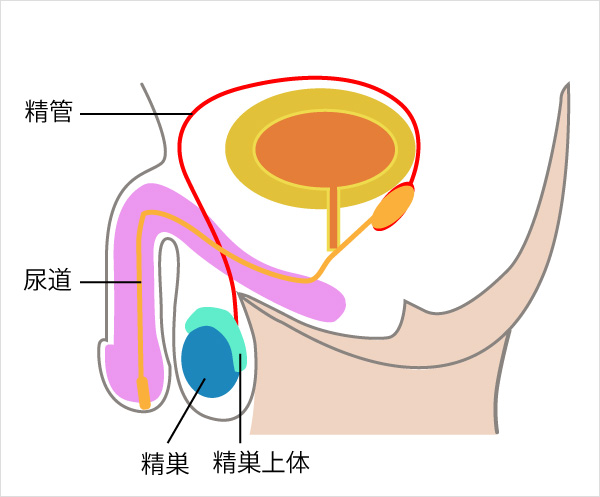 アナルオナニーをするなら前立腺・膀胱・精嚢の位置をイメージせよ | アネドラ