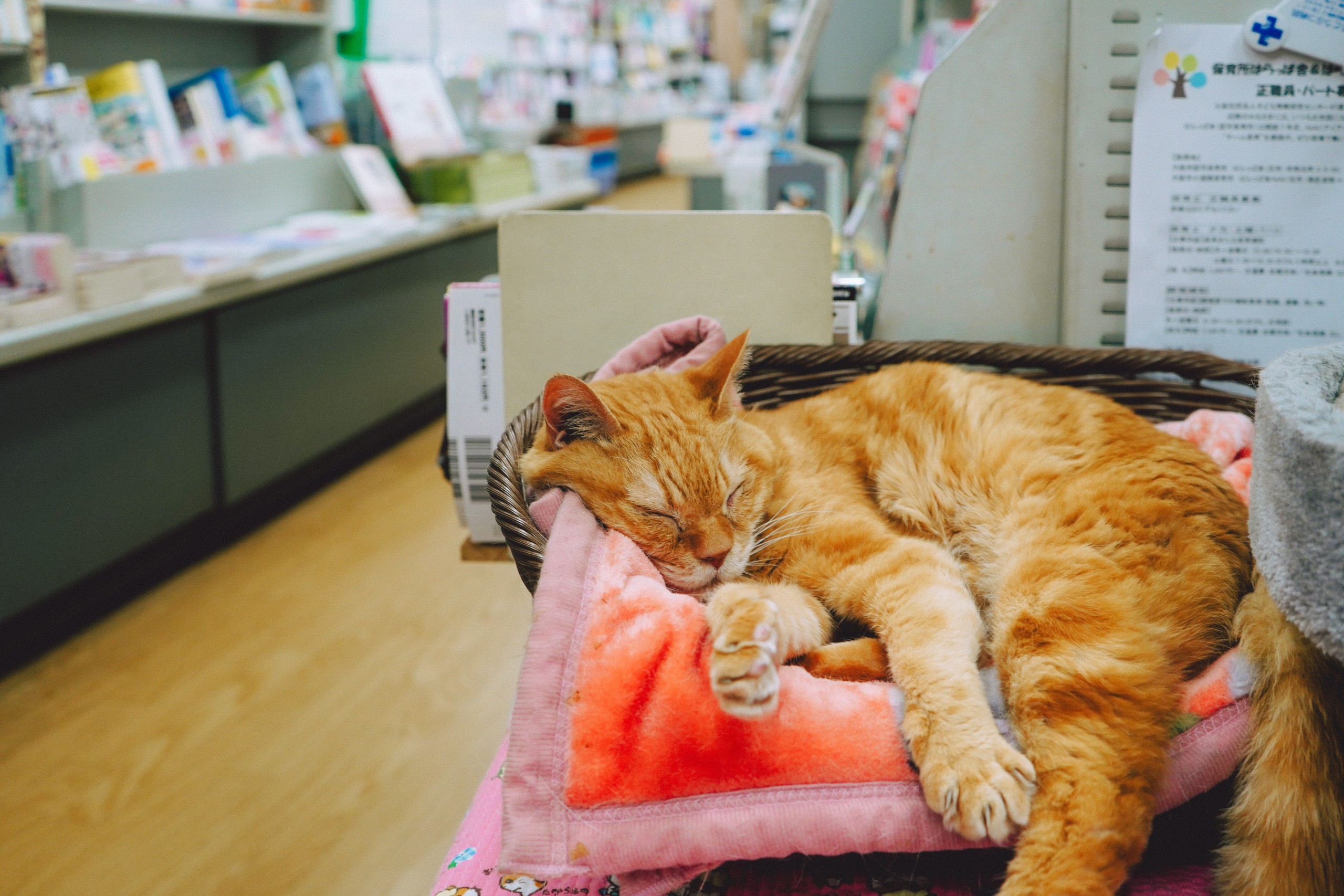 大阪・弁天町】猫好きにはたまらない本屋