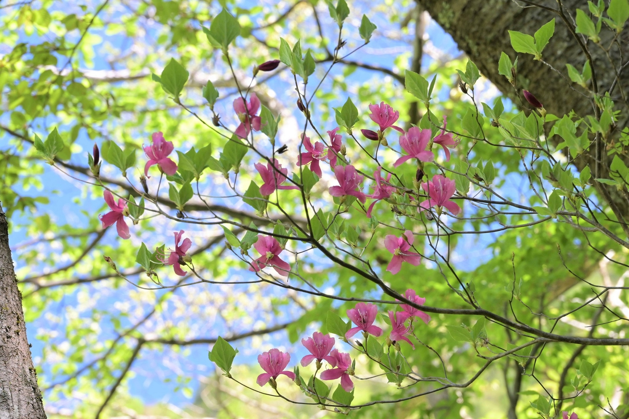 建築家のおしごと体験。本日は近所の学童保育にて。プランを考えるのに手こずっても、模型ができるとみんな喜こんでくれて、嬉しい。 #おしごと体験 #建築家  #ワークショップ