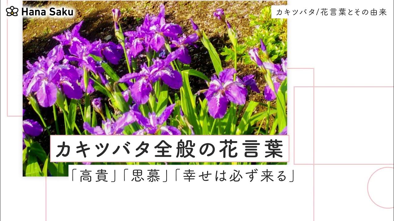 花菖蒲】嬉しい知らせ・伝言・信頼・優しい心・あなたを信じる・優雅 | Counseling room