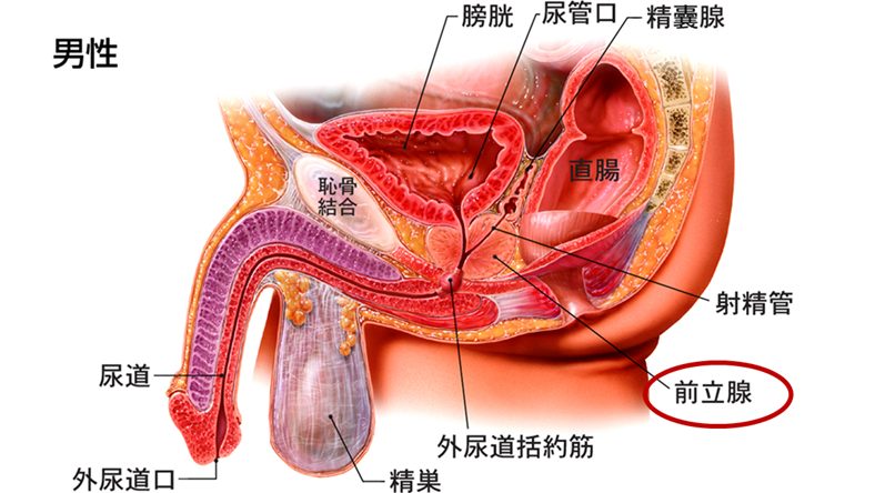 間違った自慰行為（オナニー）はEDや射精障害を招く！【医師監修】 | 新橋ファーストクリニック【公式】