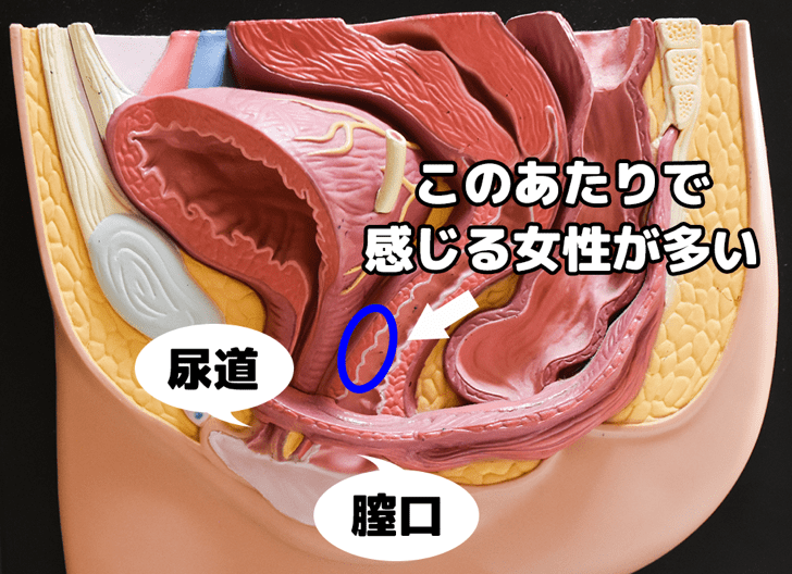 女性はオナニーしている？ イクためのやり方・グッズも紹介【医師監修】 ｜ iro iro