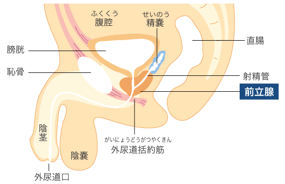 話題沸騰中】ぷっちょをオナニーに使う方法と気持ちいいやり方｜ホットパワーズマガジン