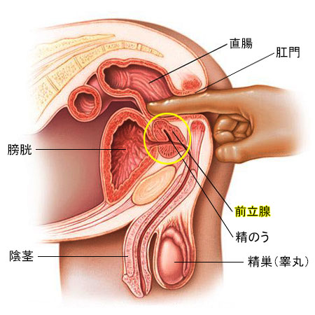 手コキのやり方を解説！イかせるコツとテクニックも【動画あり】｜風じゃマガジン