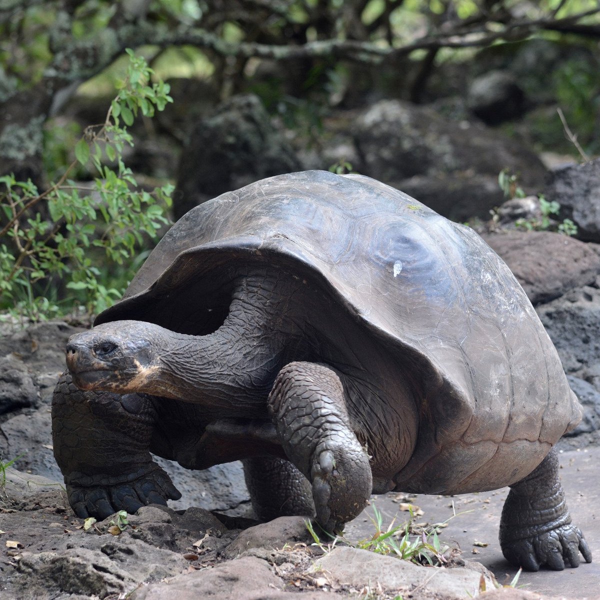 川崎市夢見ヶ崎動物公園 01 2頭目のセーシェルヒラセゾウガメ？とリクガメたち