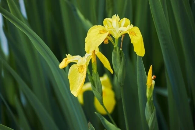 あやめ(菖蒲)の花言葉は怖い？白や紫の色別で意味が違う！？ | 花言葉マップ