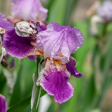 怖い】ペチュニアとは？花言葉・誕生花・育て方・種類