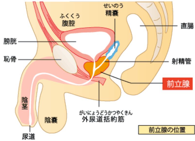 全22種類】勃起力アップするツボ総まとめ！写真付きで刺激方法を徹底解説 | ザヘルプM