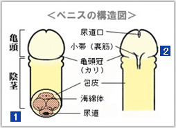 セルフフェラを考える 自分でフェラをすると気持ち良いのか？ - TENGAヘルスケア プロダクトサイト