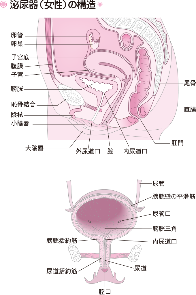 Uスポット－知られざる性感帯２ | セックスにまつわるエトセトラ